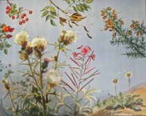 Diggy’s little garden
