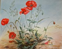 The elf and the poppy