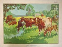Cows and calf