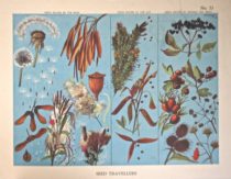 Seed travellers 1950s classroom teaching aid